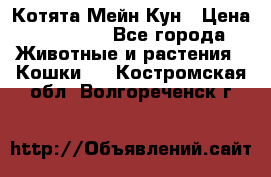 Котята Мейн Кун › Цена ­ 15 000 - Все города Животные и растения » Кошки   . Костромская обл.,Волгореченск г.